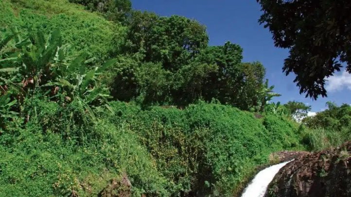 Une cascade se jetant dans un bassin de la côte est, La Réunion